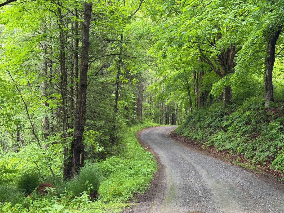 Comers Creek Road - FS 650 photo 4