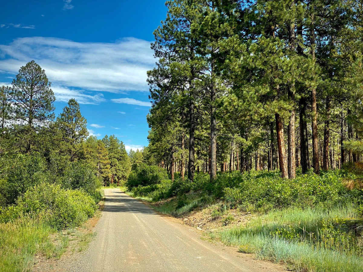 Fawn Gulch-Fr Rd 666 photo 3