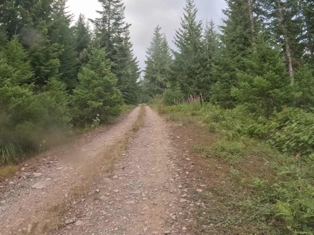 Coffin Mountain Road - FS 1168430 photo 5