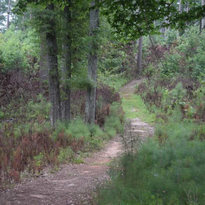 A portion of the Forest Demonstration Trail Near Low Lands Trail