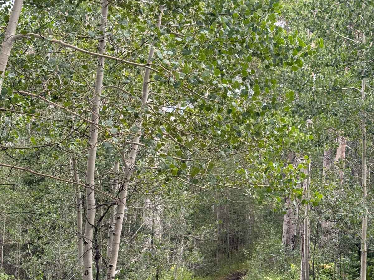 Mill Creek Ski Trail Road photo 6