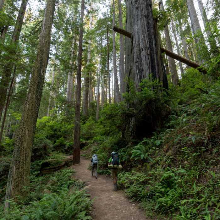 Near Miner's Ridge Trail, Prairie Creek to Gold Bluffs Beach