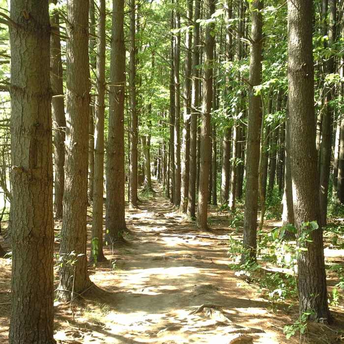 This section of the BT is one of the most unique and stunning in CVNP. Be careful not to trip on the roots! Near Valley Trail