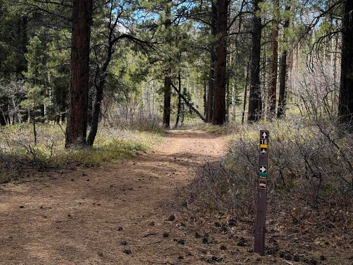 Trail 16 Loop  trail photo