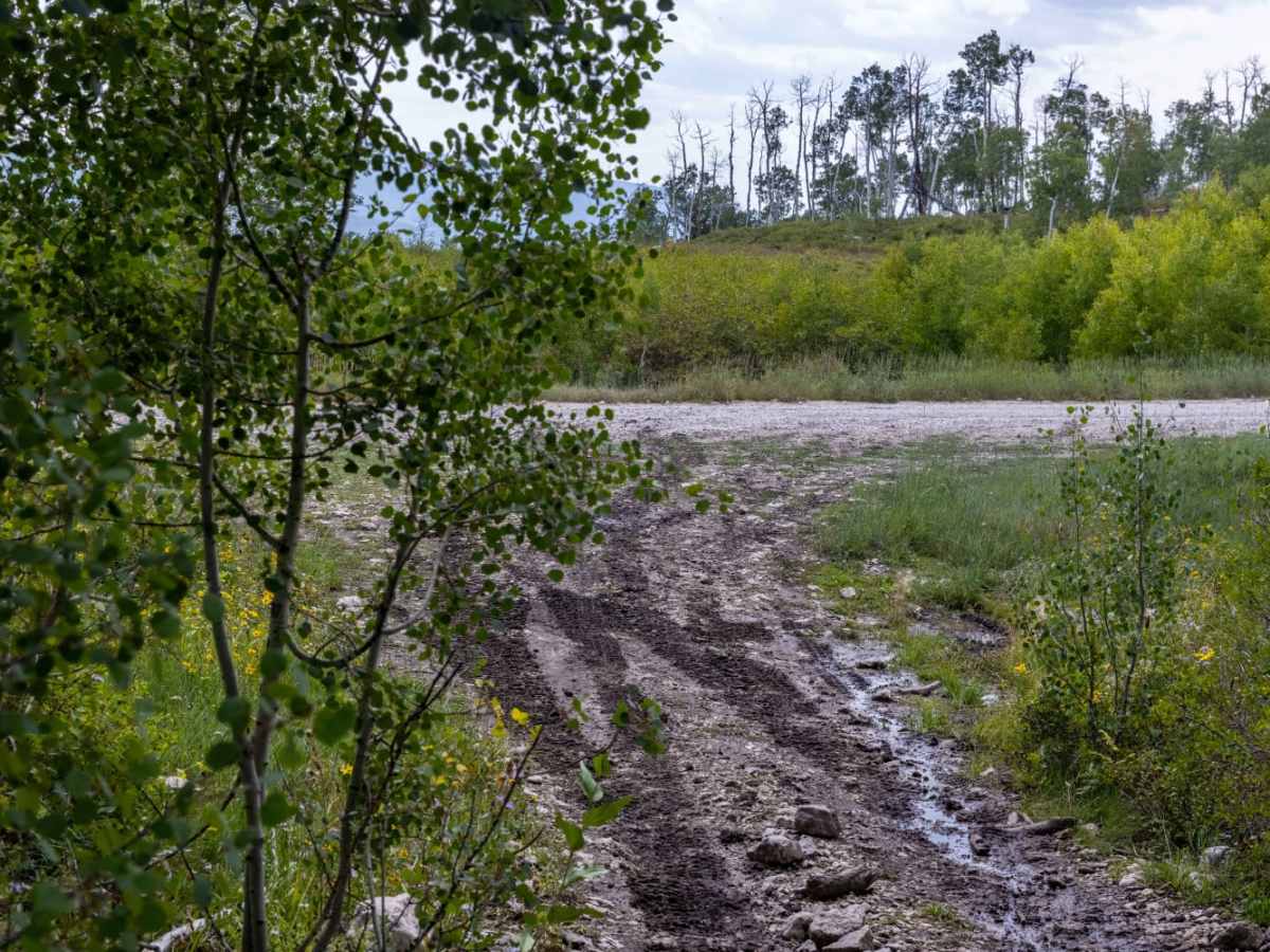 Giant Aspen Trail photo 5