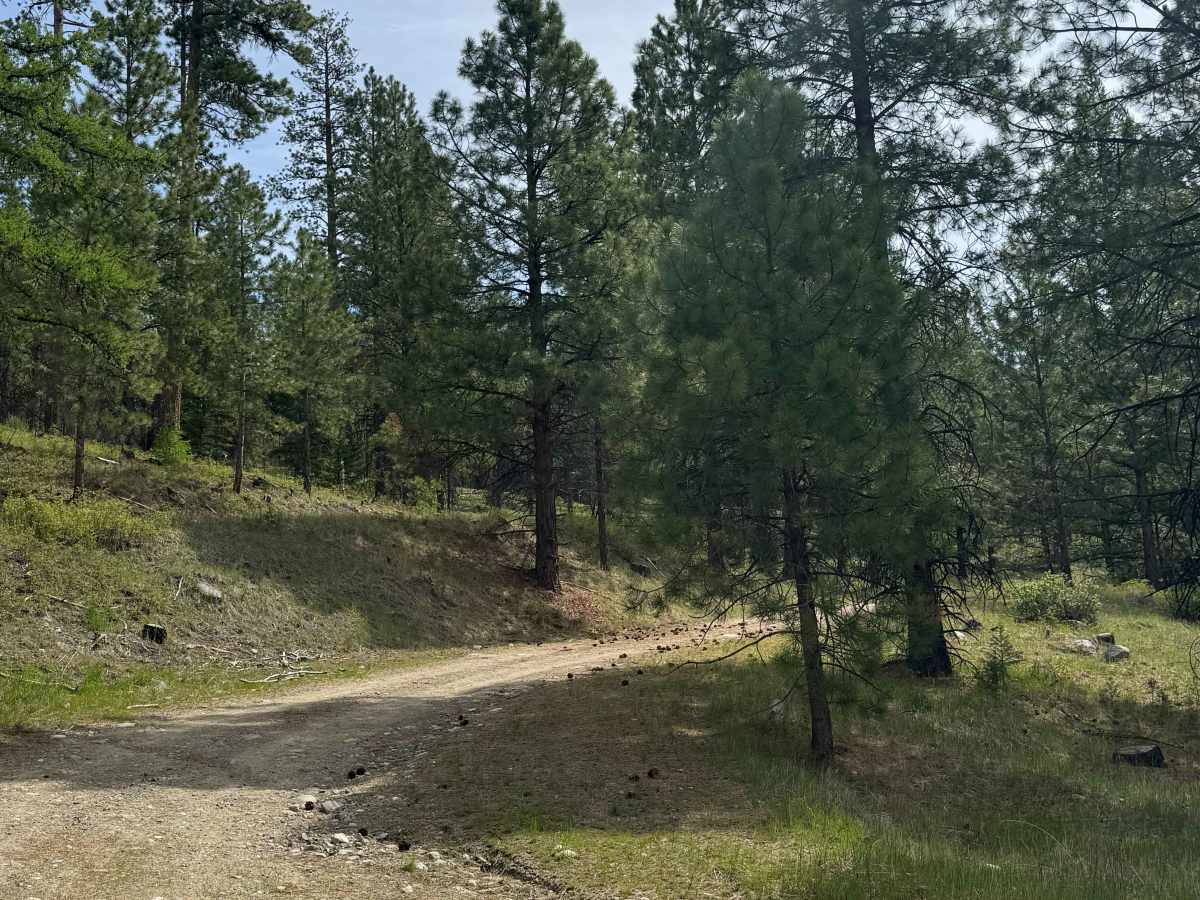 Shovel Creek - FS 2040-050 trail photo