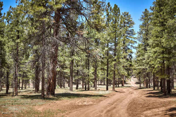 Winding Ponderosa Way