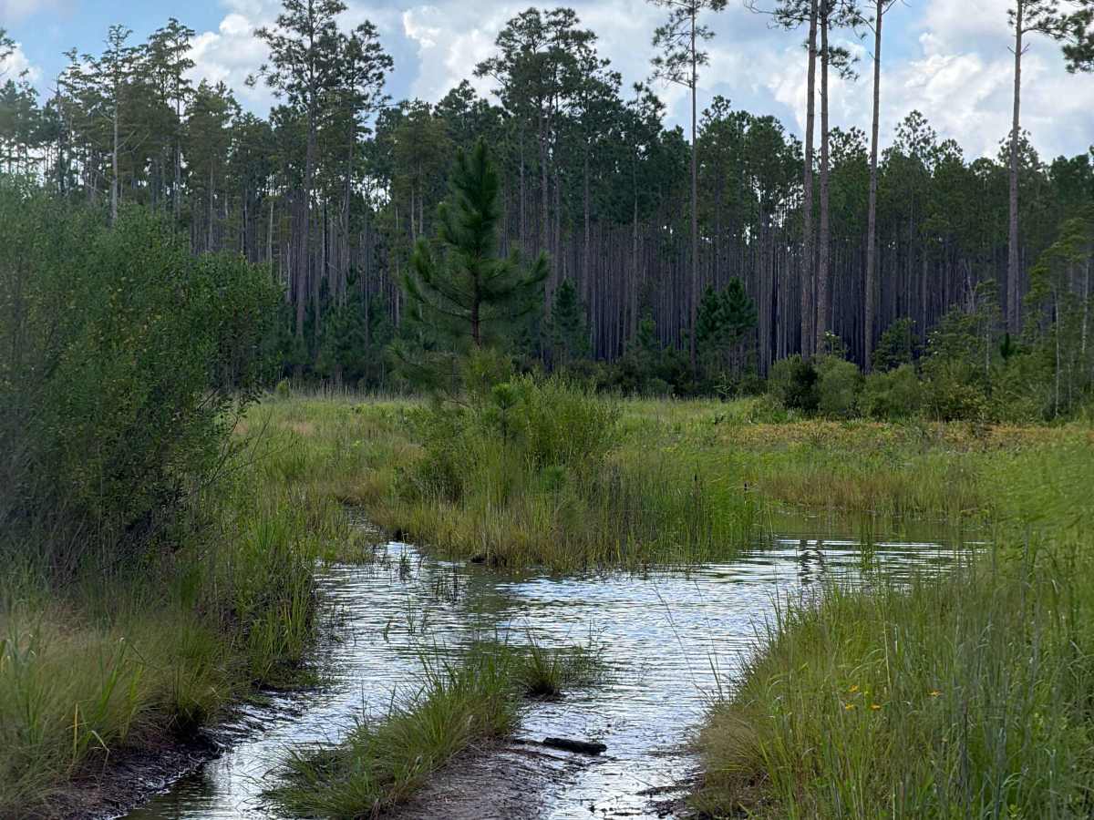 Osceola 277-B photo 2