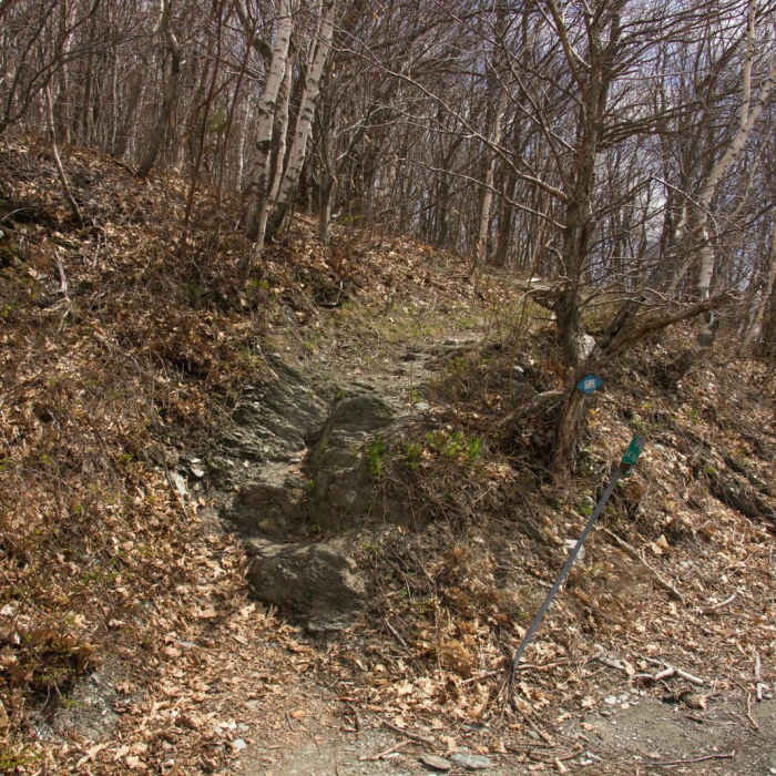 Near Snow Hole + Taconic Crest Trail