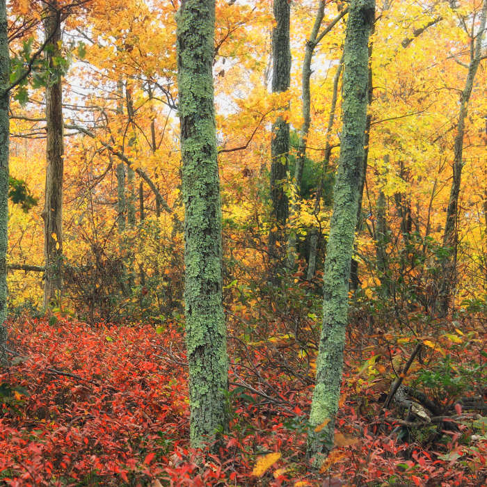 Near Top Mountain Trail