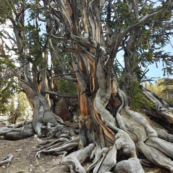 Near Methuselah Loop Trail