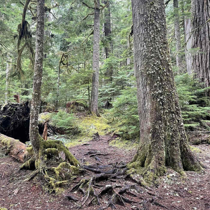 Near Twin Firs Loop Trail