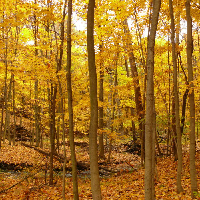 The colors are insane in Fall. Near Highbanks Metro Park