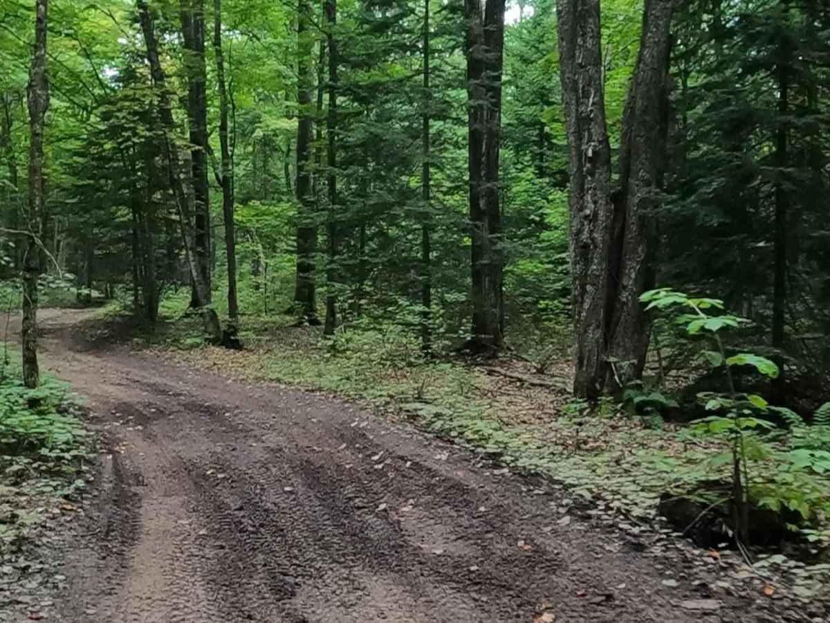 Lavender Lake Road trail photo
