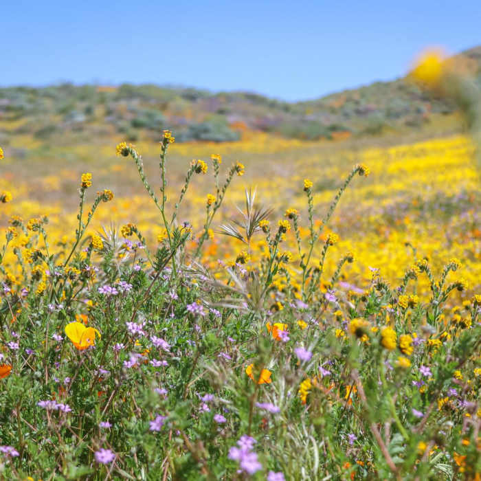 Near Wildflower Trail
