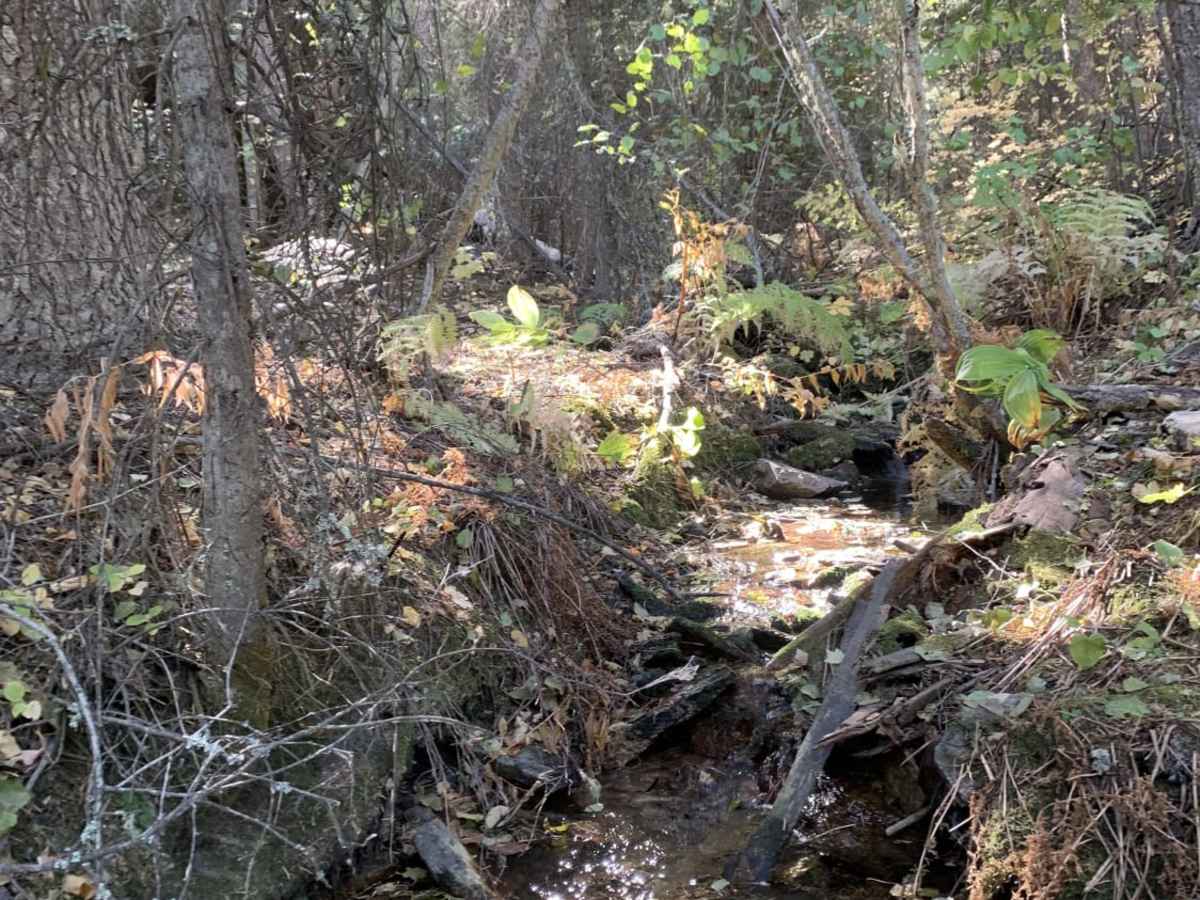 Lost Horse Ridgeline Lower trail photo