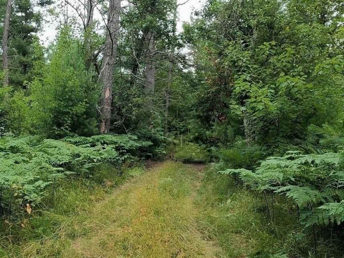 Narrow Wooded Grass Trail photo 6
