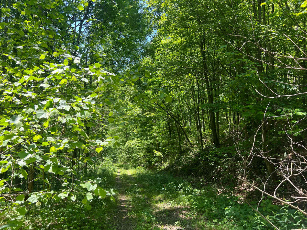 KC21 - Sugar Camp Road photo 3