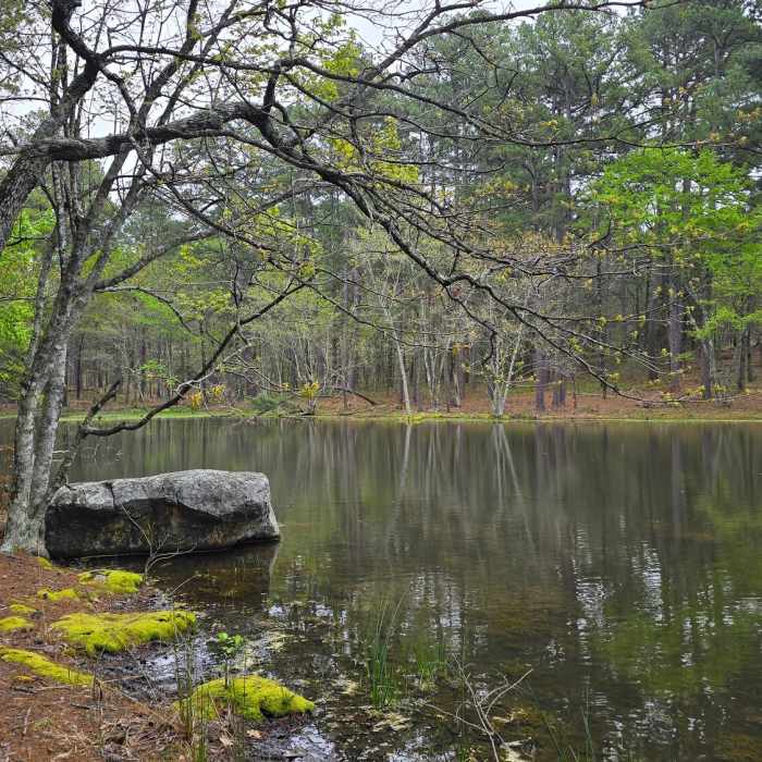 Near Rough Canyon Trail