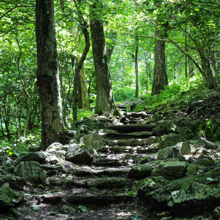 Near Bearfence Loop Trail