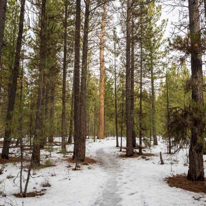 Near Cougar Woods Loop