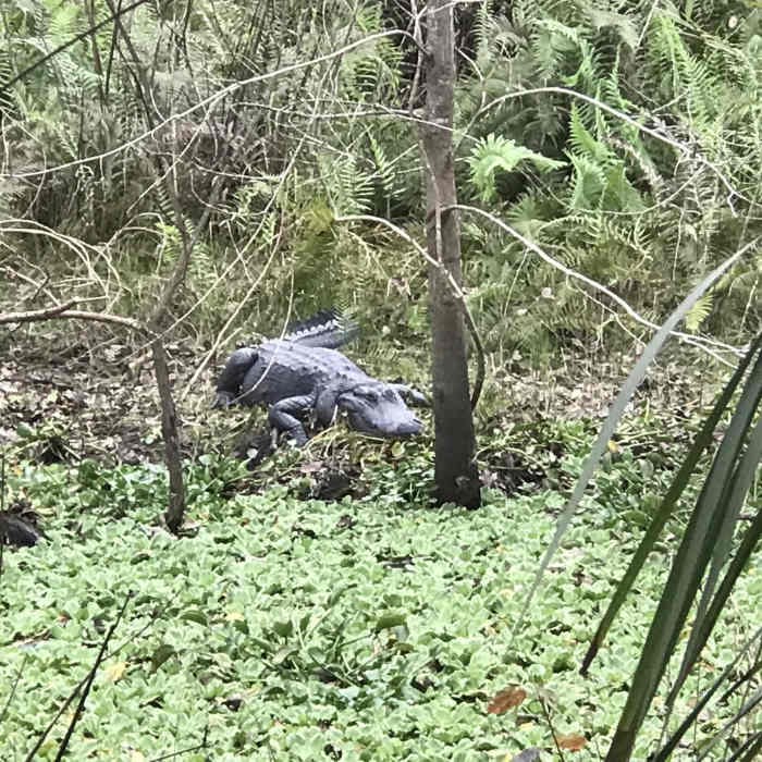 Near Black Bear Wilderness Area Trail