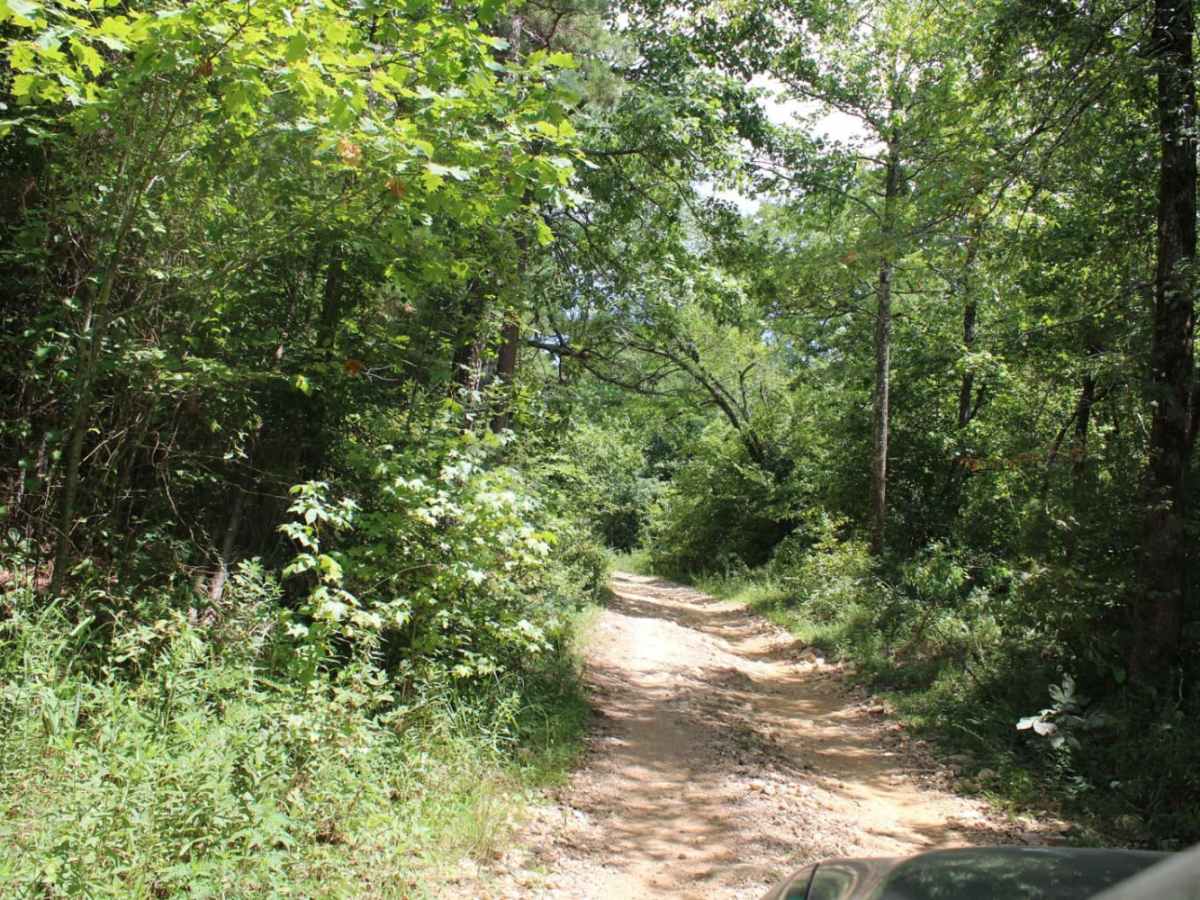 Two Mile Road photo 6