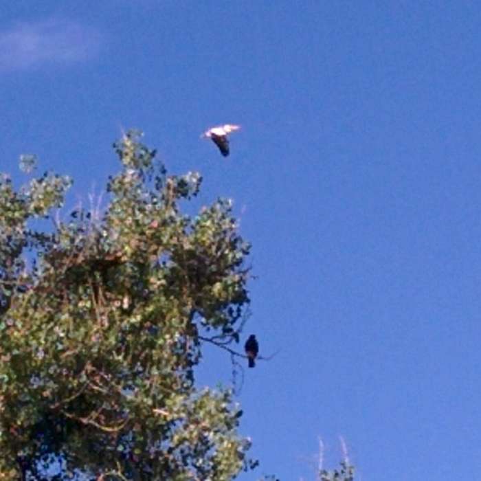 Migrating pelican and Swansons Hawk. Near Lee Lateral Trail