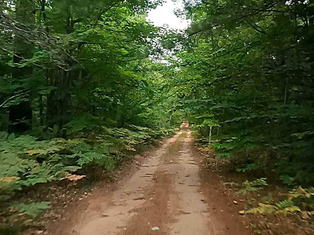 Tinsley - FS 3684 trail photo