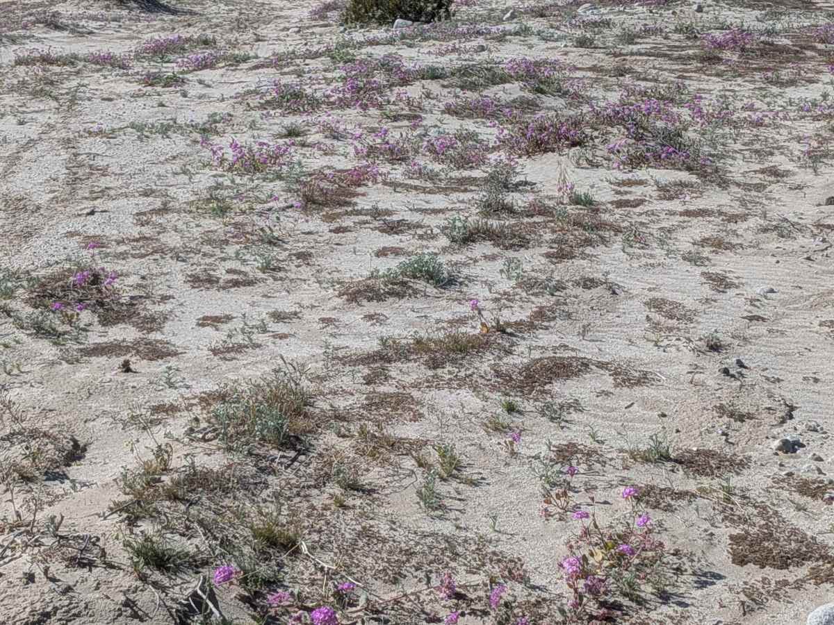 BLM 077 photo 6