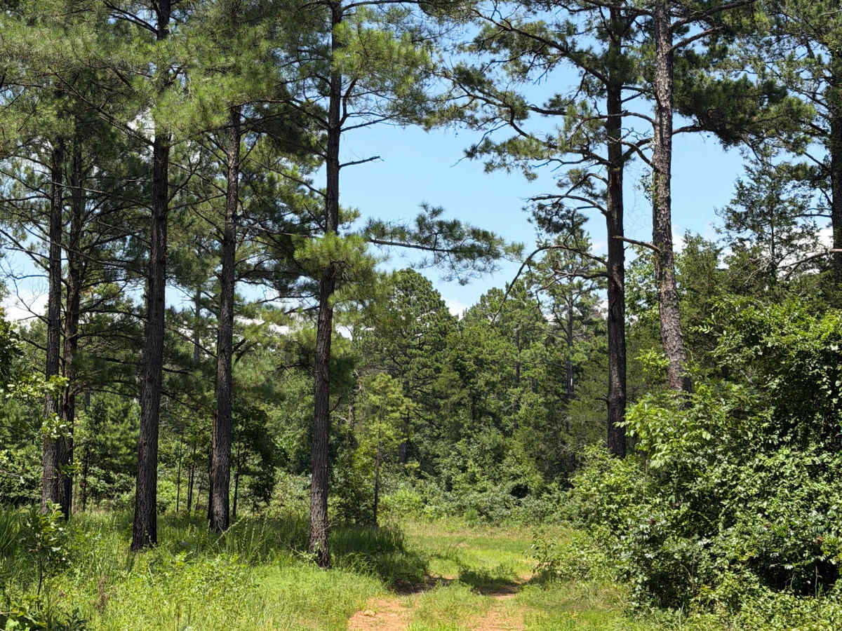 Mud Lane photo 2