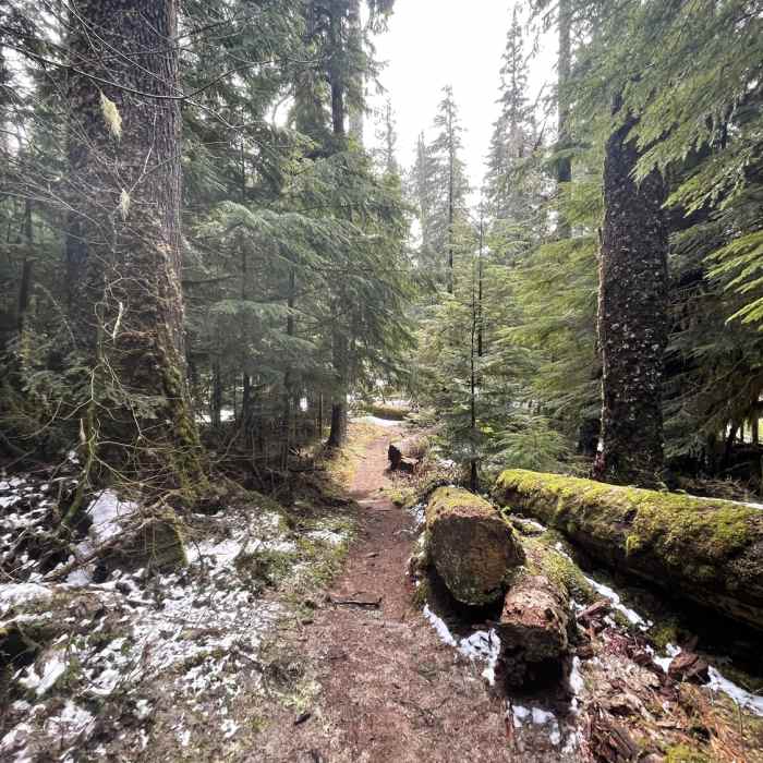 Near Twin Firs Loop Trail