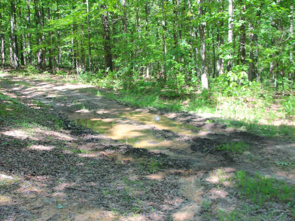 Bluegrass - FS 3528 photo 3