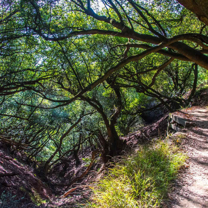 Near Dipsea Trail and Ben Johnson Loop