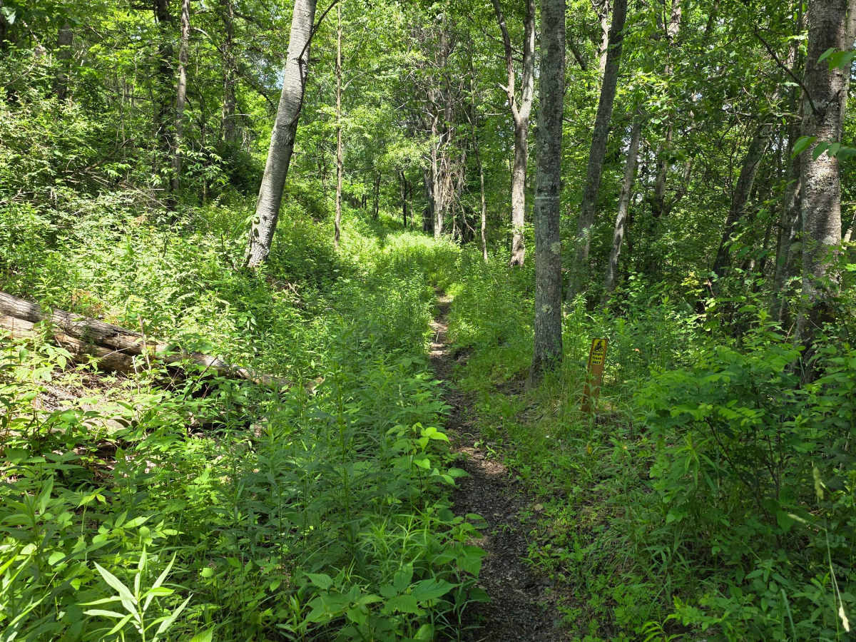 Single Track HH photo 2
