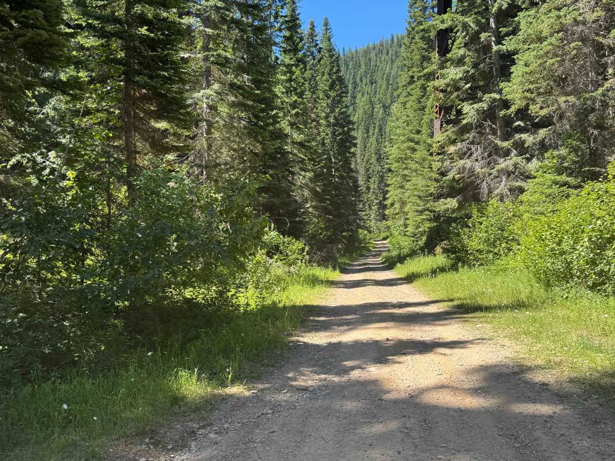 Dominion Creek trail photo