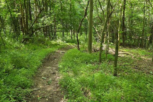 Single Track C