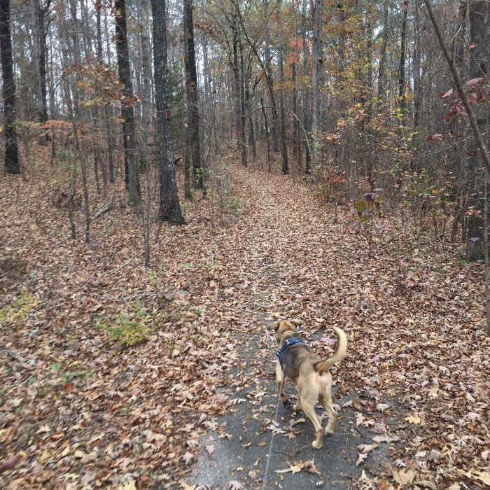 Trail is short, paved, and ideal for pets and runners. Near Narrows Ridge Full Loop
