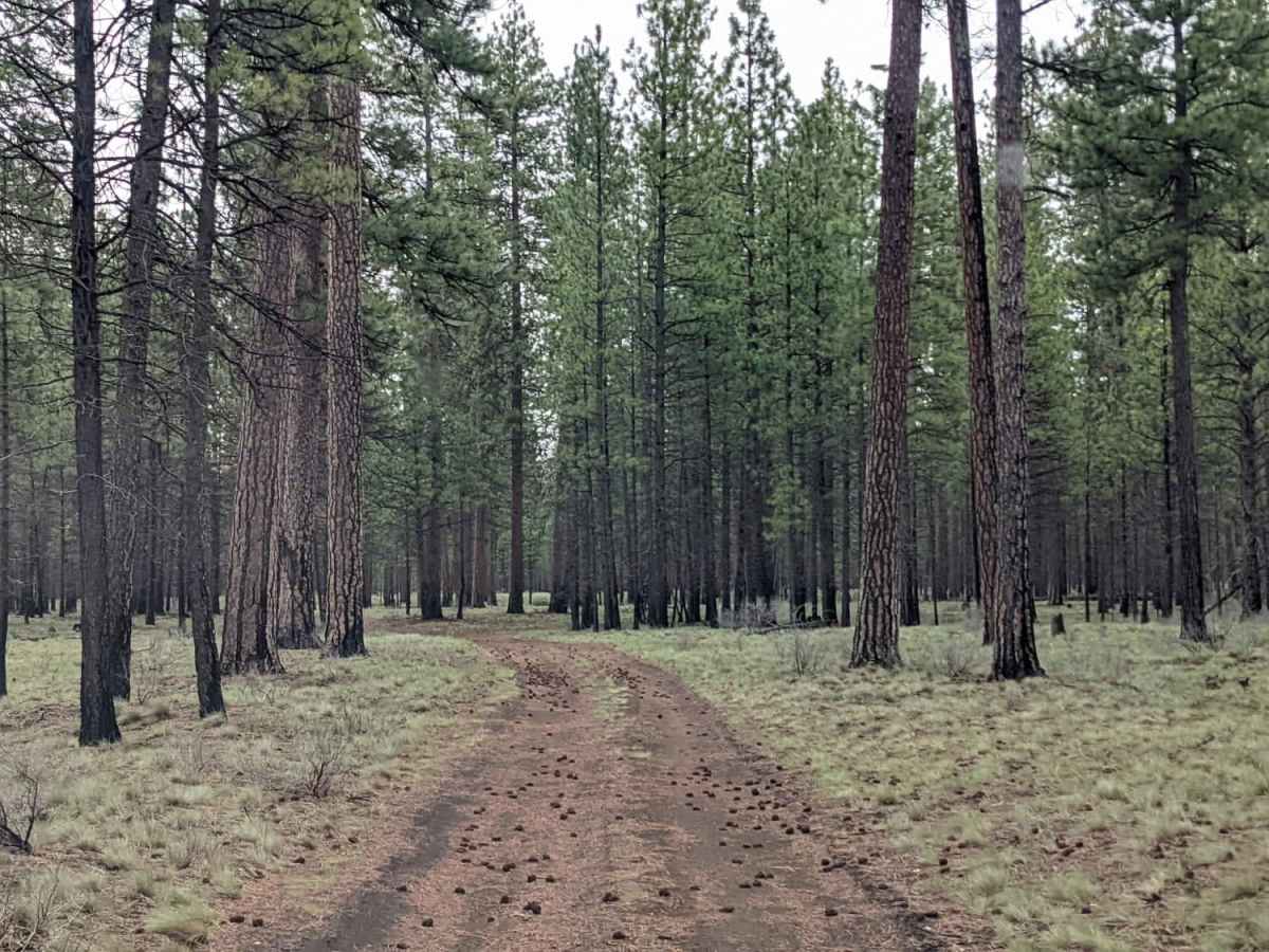 Black Butte Backdoor - NF1012-500 trail photo