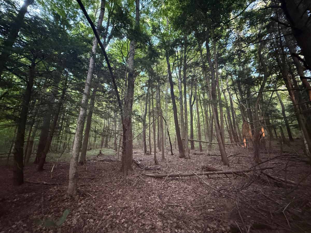 W 8 Trail photo 5
