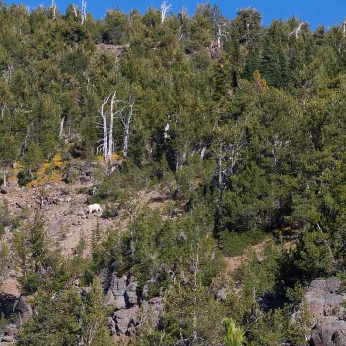 Near Strawberry Mountain via Roads End Trail