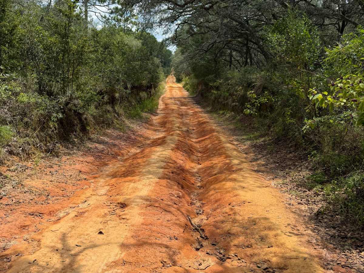 Trail 10 - Citrus WMA photo 2
