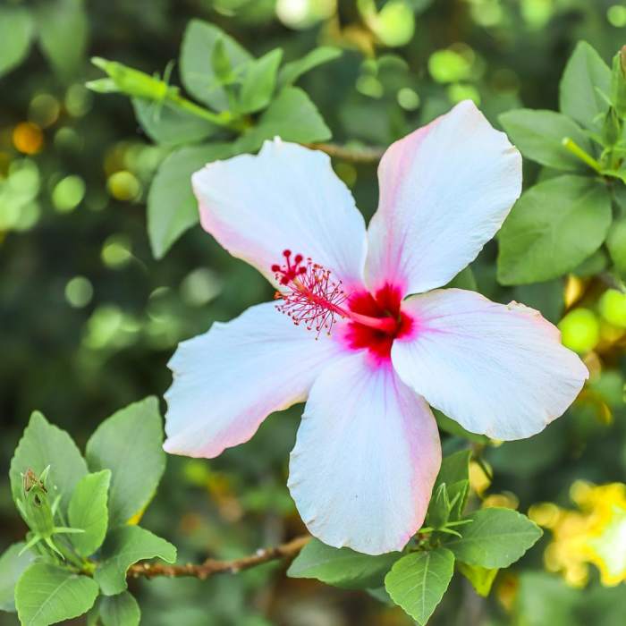 Near Silver Lake Stairway Tour