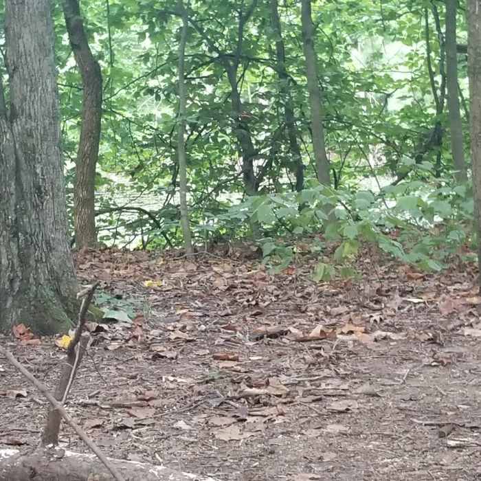 Pond near campsite Near Sycamore Trail Loop