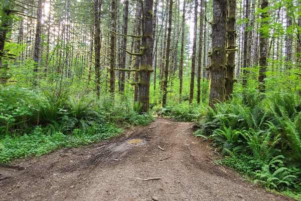 Capitol Forest Tour