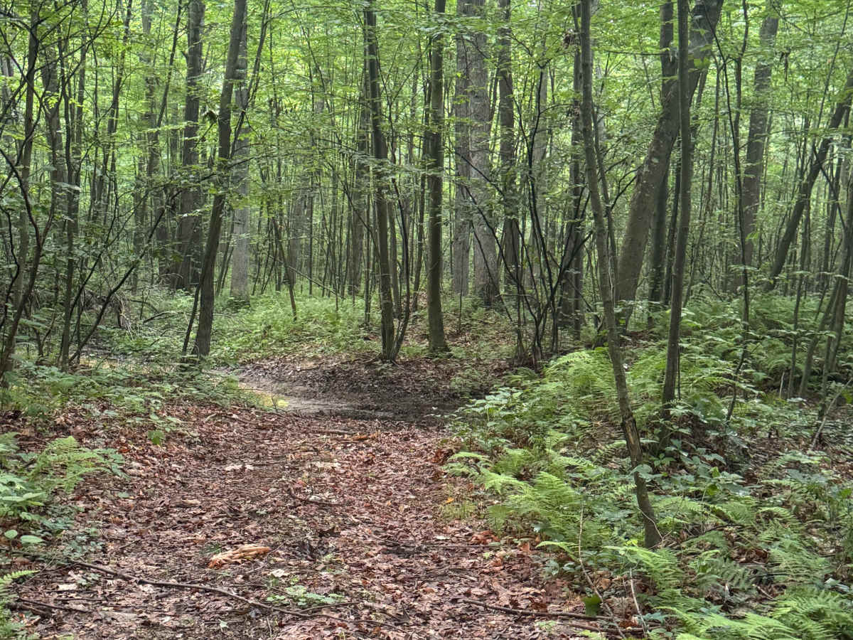 Trail 55 photo 4