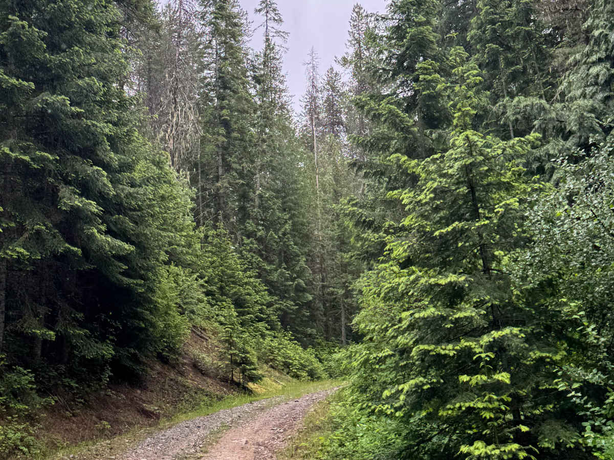 South Lakeview Mountain - FS 1355 photo 4