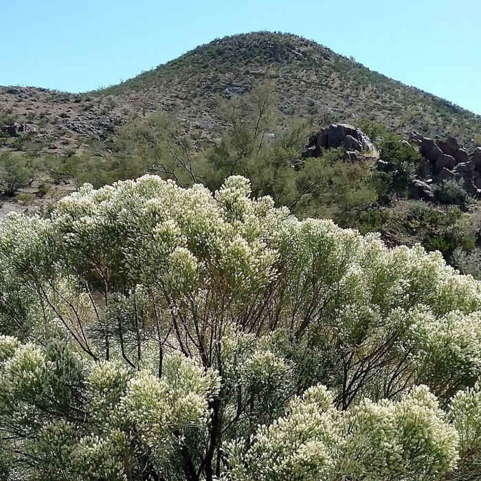 Near Three Hills Loop Trail