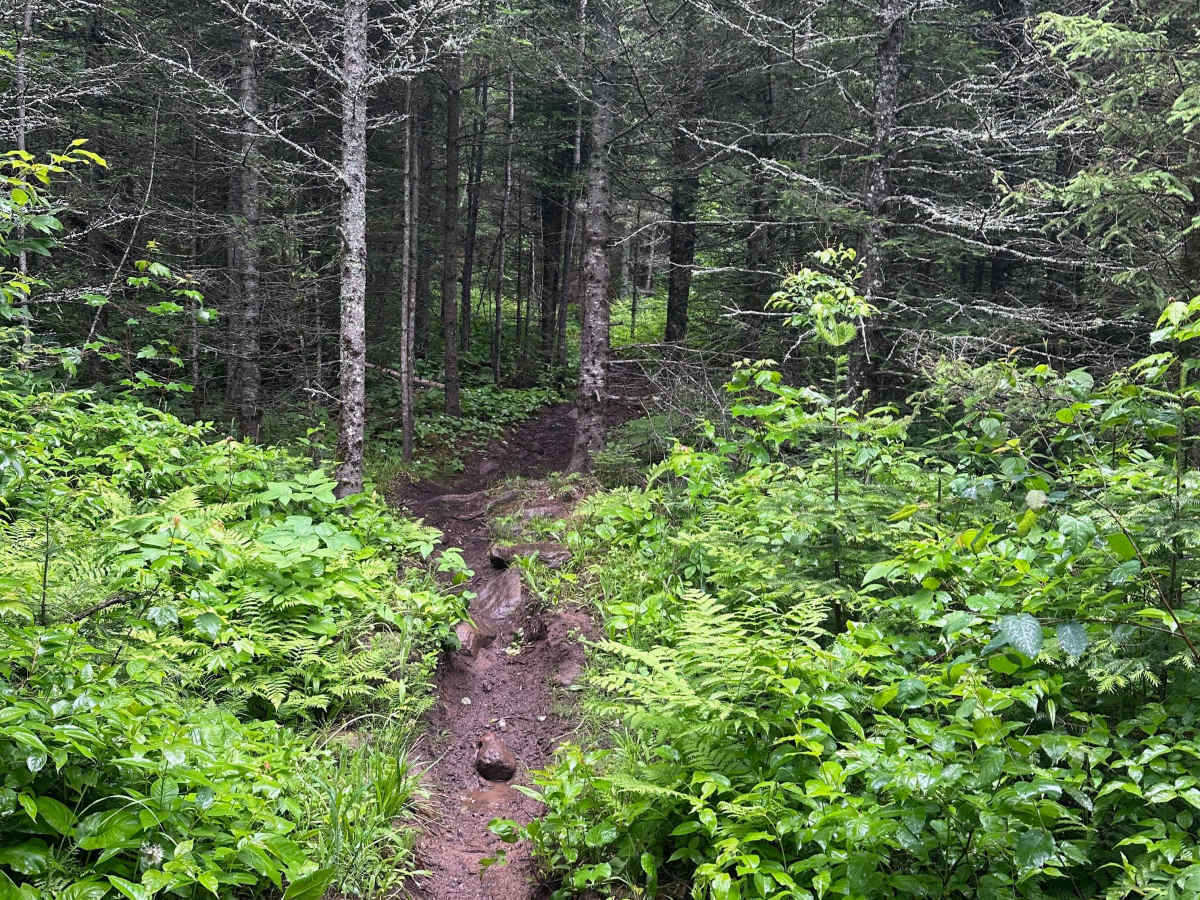 Alger Grade - Trail 12 photo 5