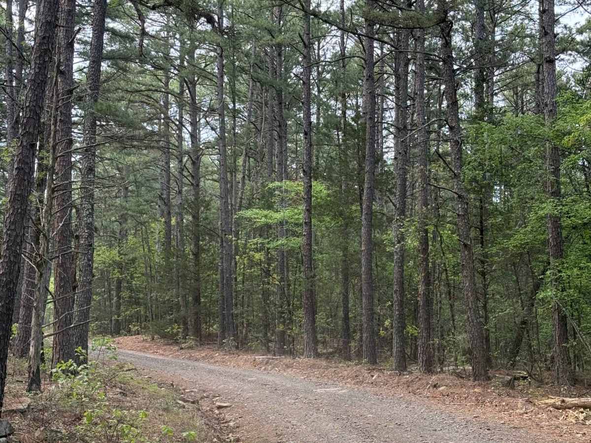 Piney War Trail photo 2